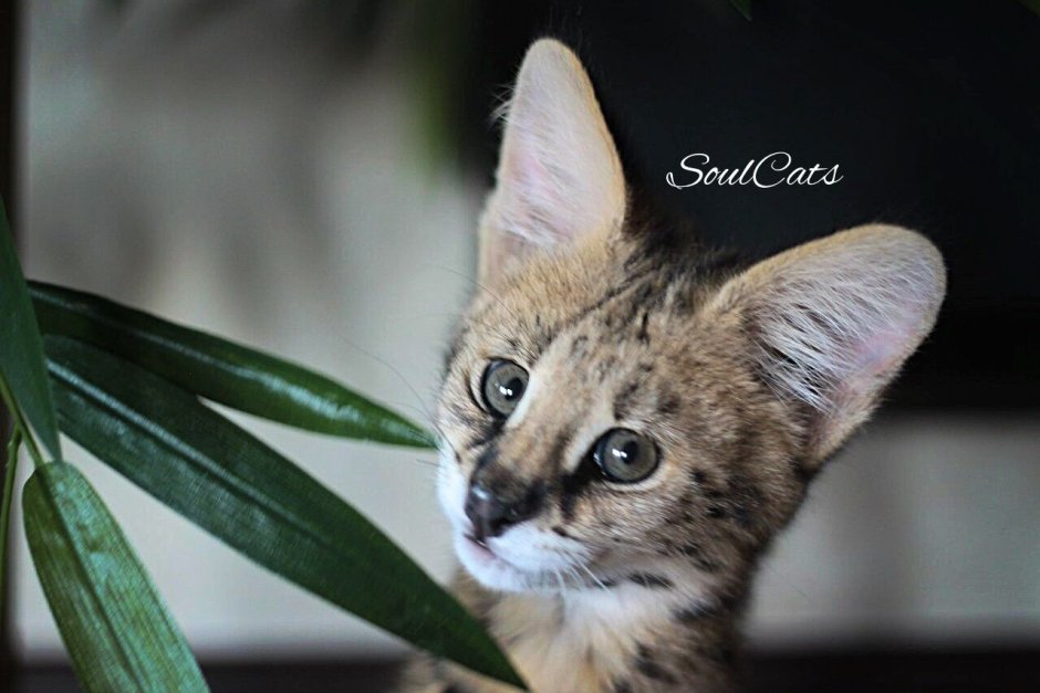 Кот чаузи Гризли