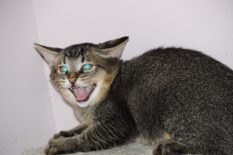 Каракет Абиссинская кошка