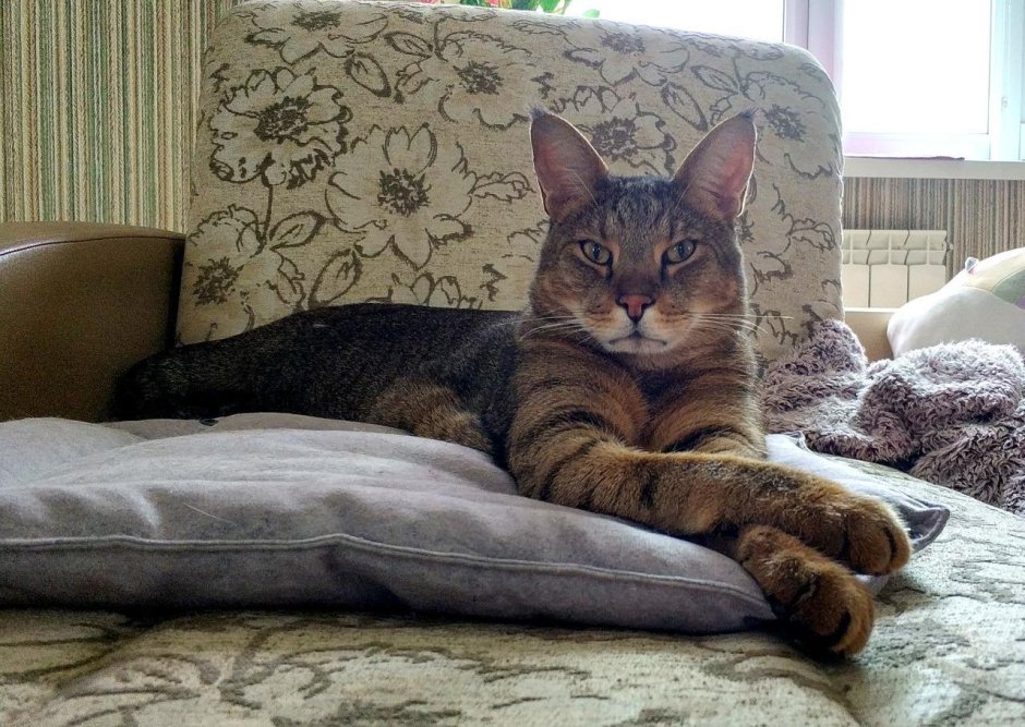 Абиссинцы кошки черные