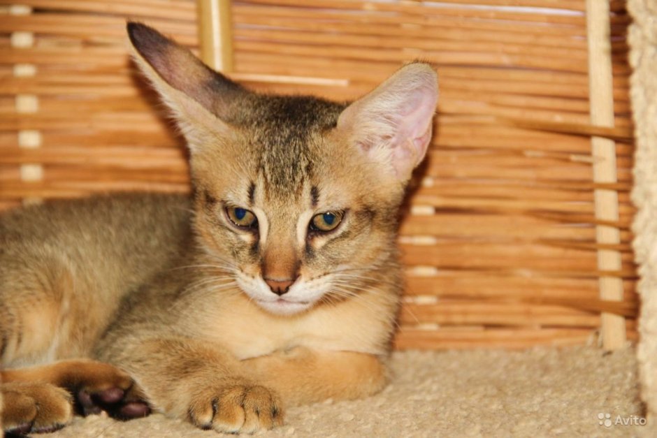 Чаузи дикий окрас