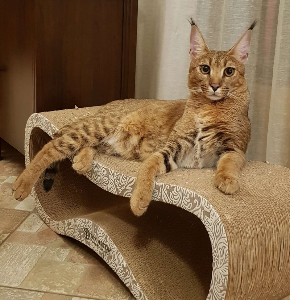 Кот породы абиссинец