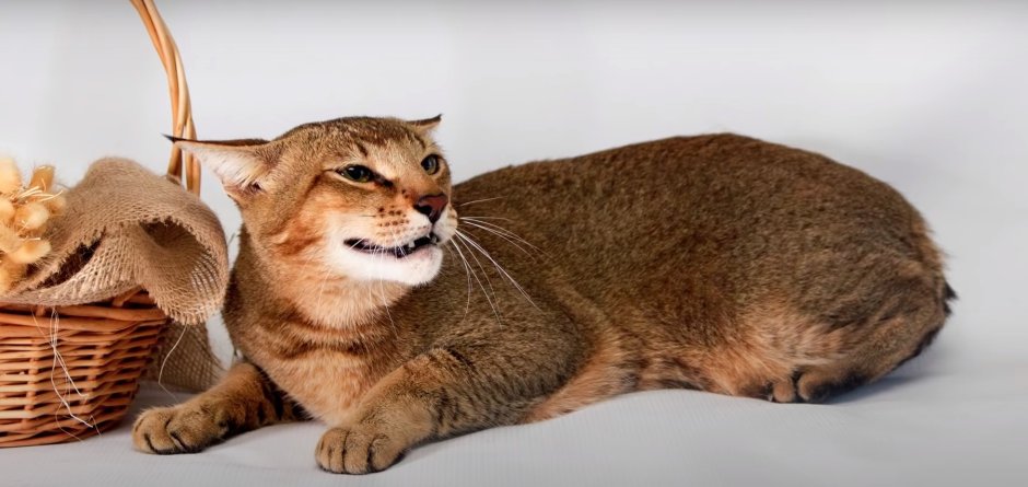 Чаузи габариты