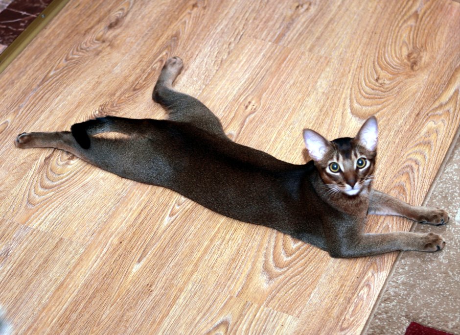 Чаузи ф1 Гризли