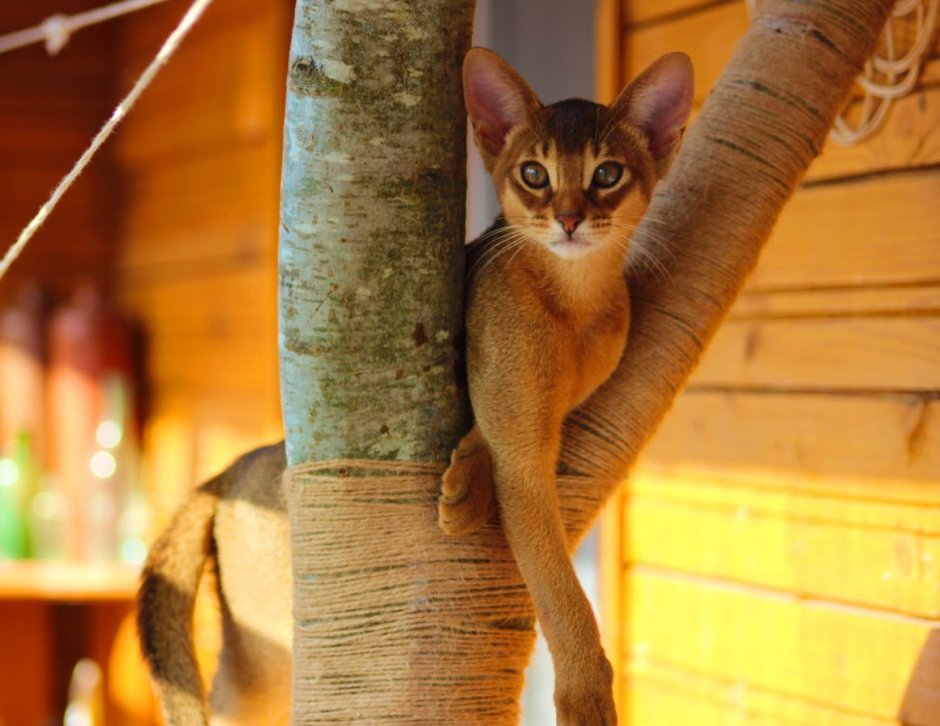 Каракал и каракет