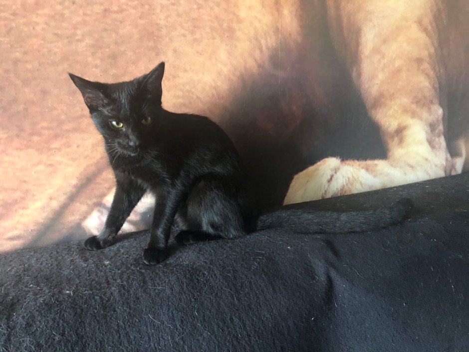 Чаузи кошка