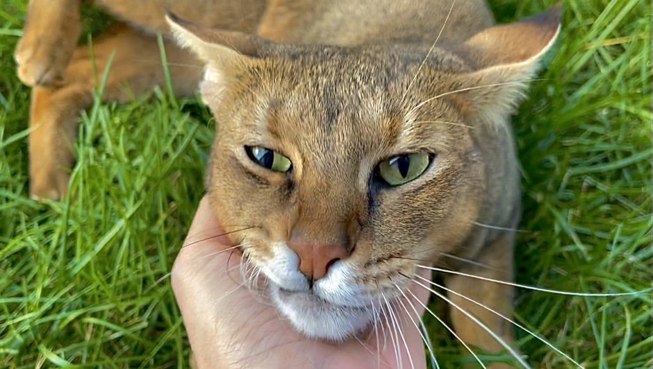 Чаузи Решетовой