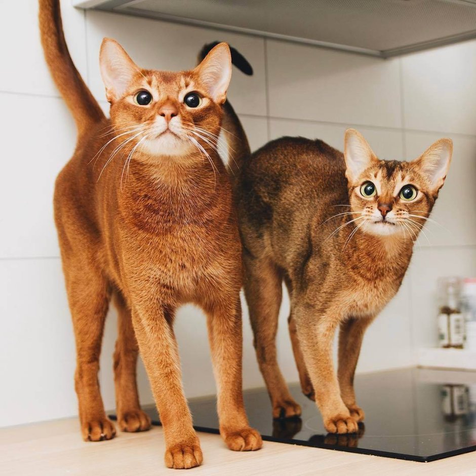 Абиссинская порода кошек