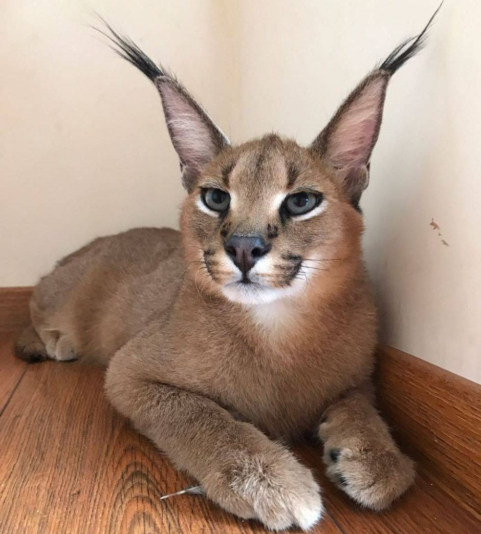 Абиссинская кошка