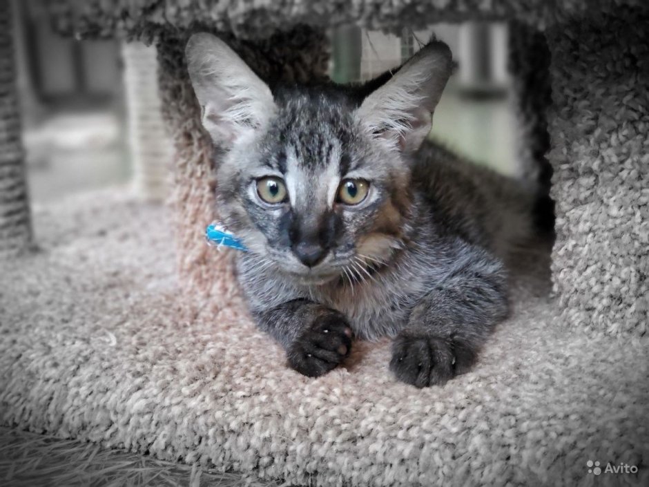 Кот чаузи черный