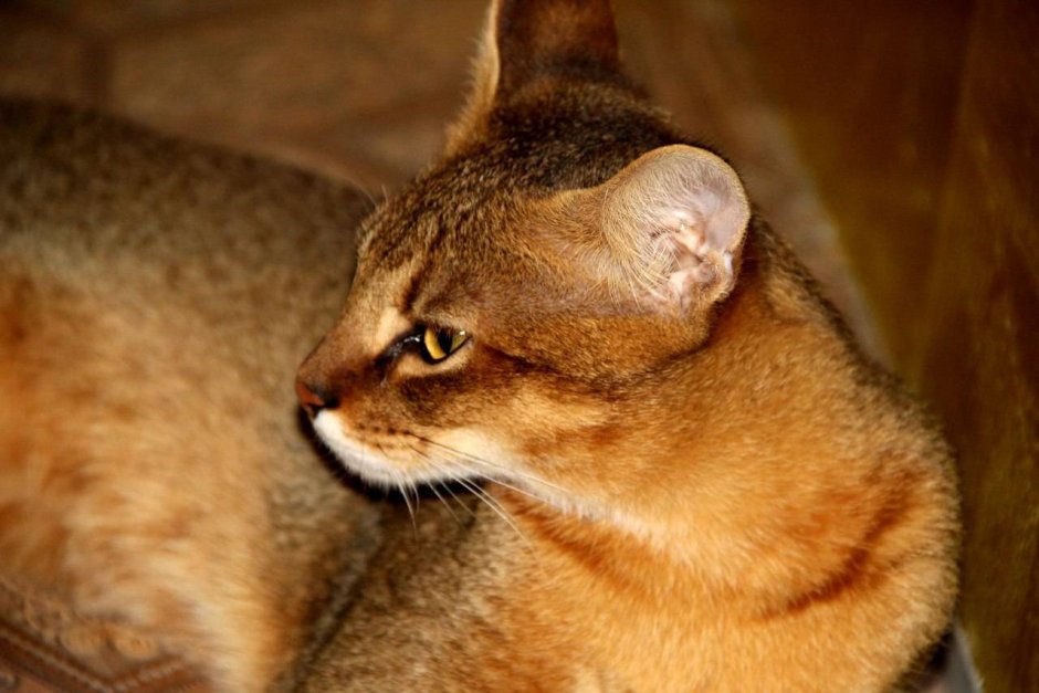 Чаузи ф1 абиссинский