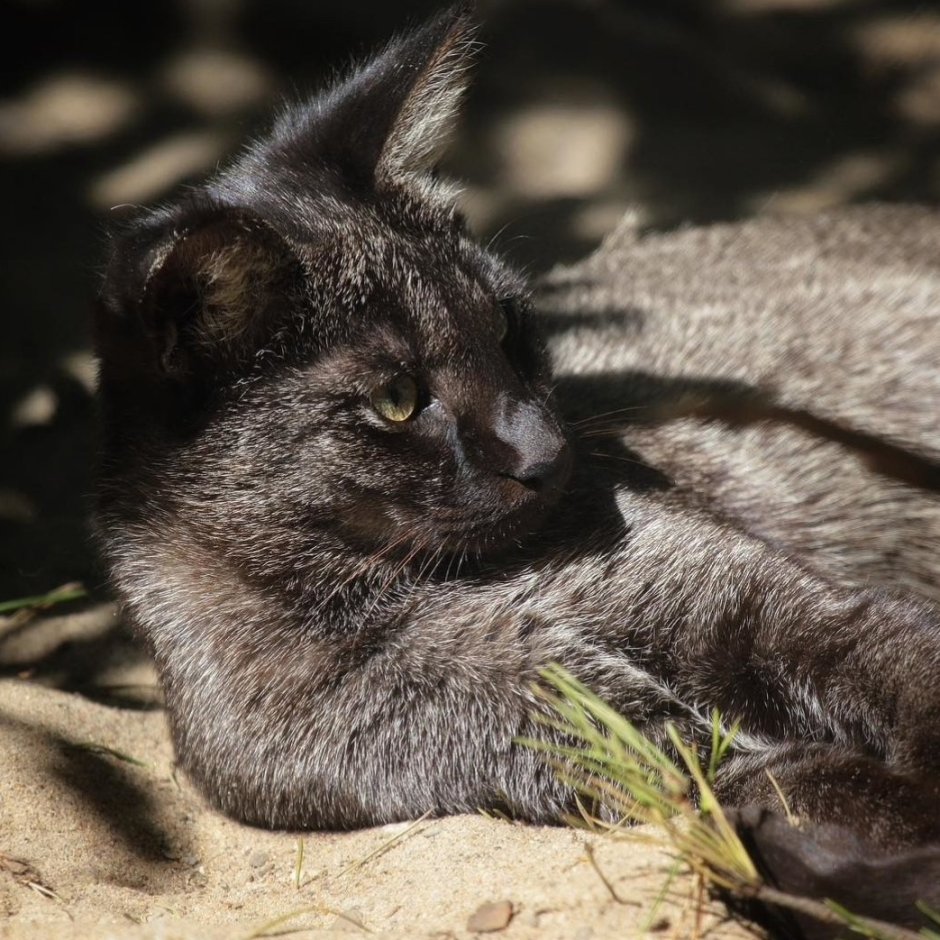 Чаузи и Абиссинская кошка