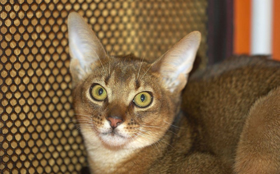 Чаузи Камышовая кровь