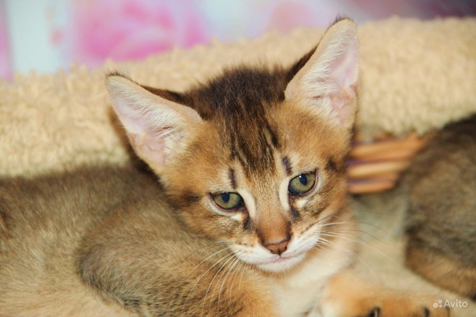 Чаузи (хауси) с человеком