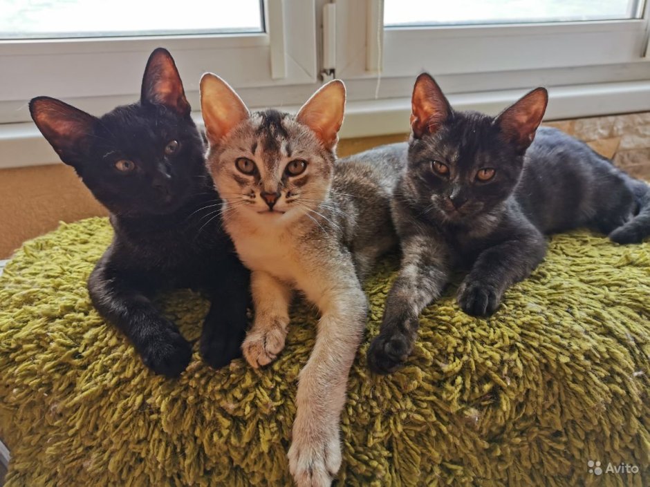 Кот f1 чаузи