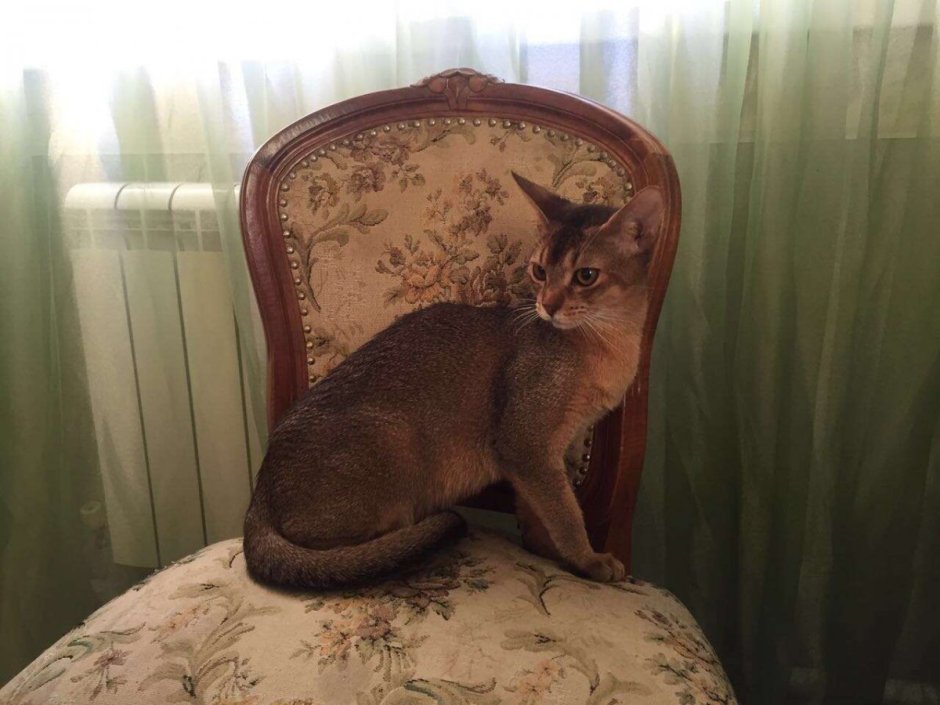 Чаузи кошка