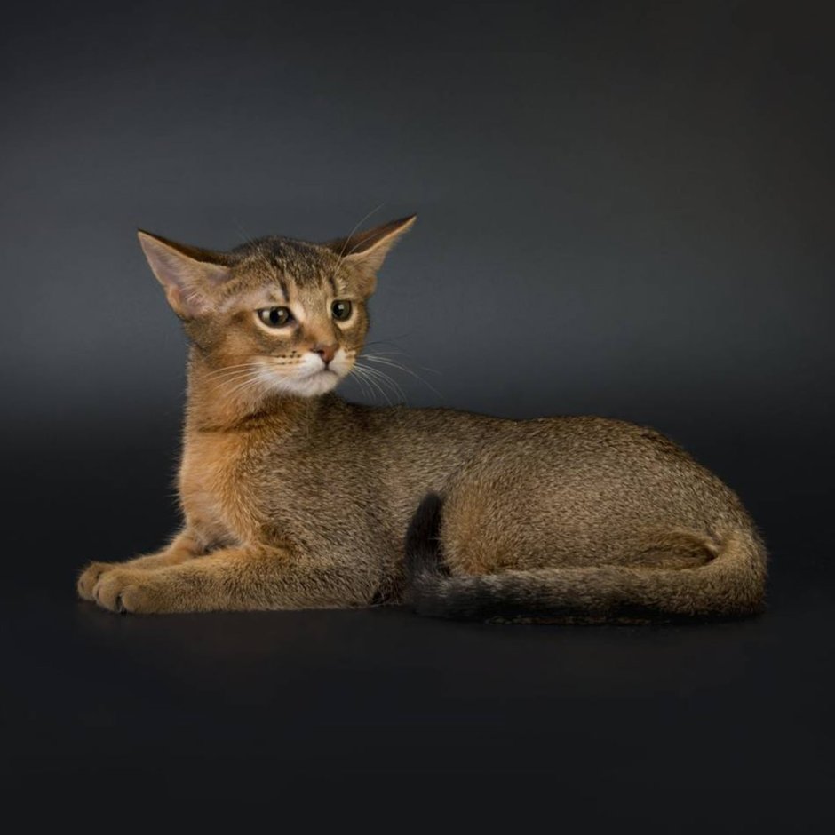 Камышовый кот чаузи