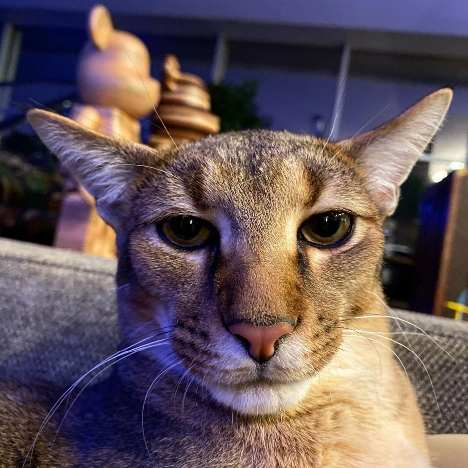 Абиссинская кошка чаузи ф1