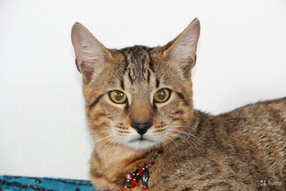 Абиссинская кошка