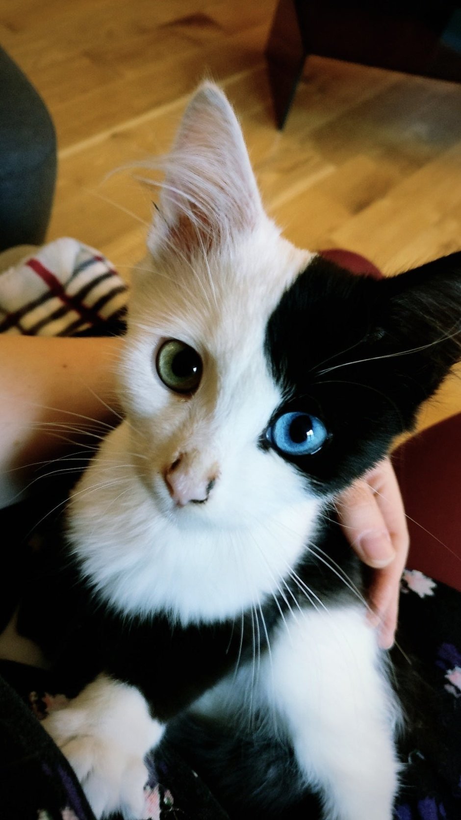 Необычные коты
