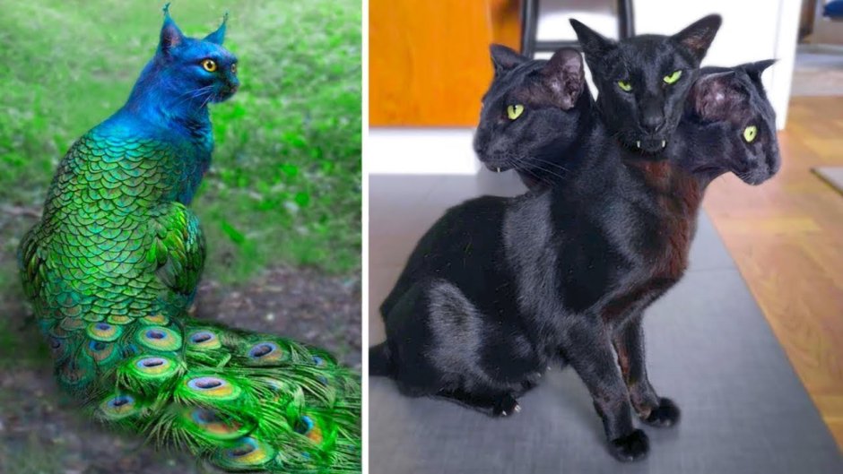 Самые редкие кошки