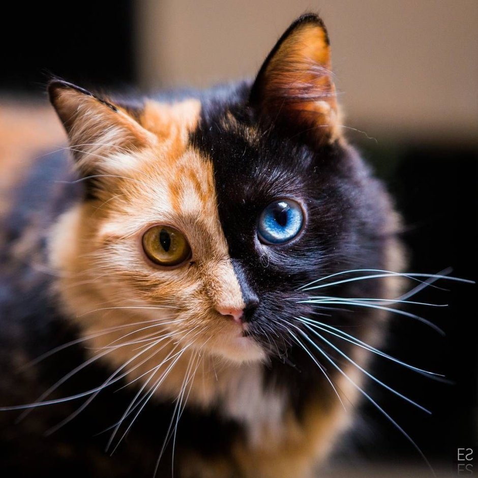 Двуликая кошка Химера