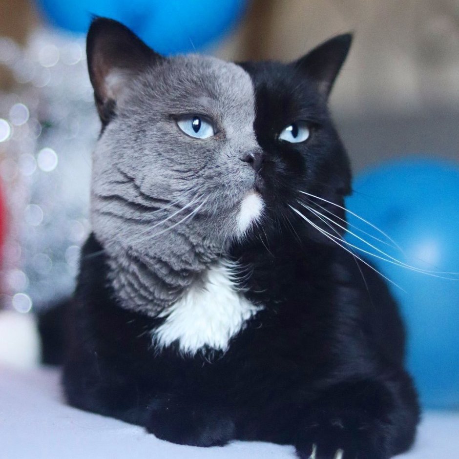 Кот Химера Нарния котята