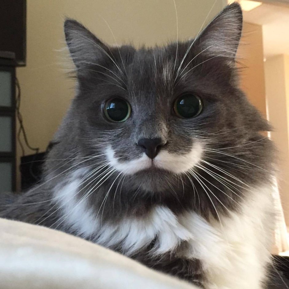 Кот Гамильтон