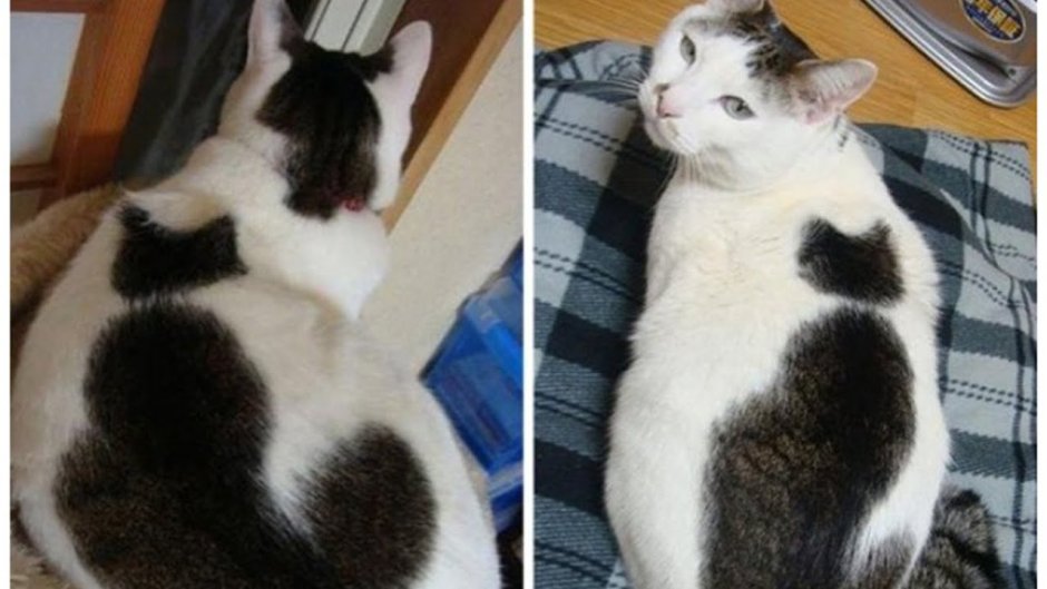 Кошки с сердечками на шерсти
