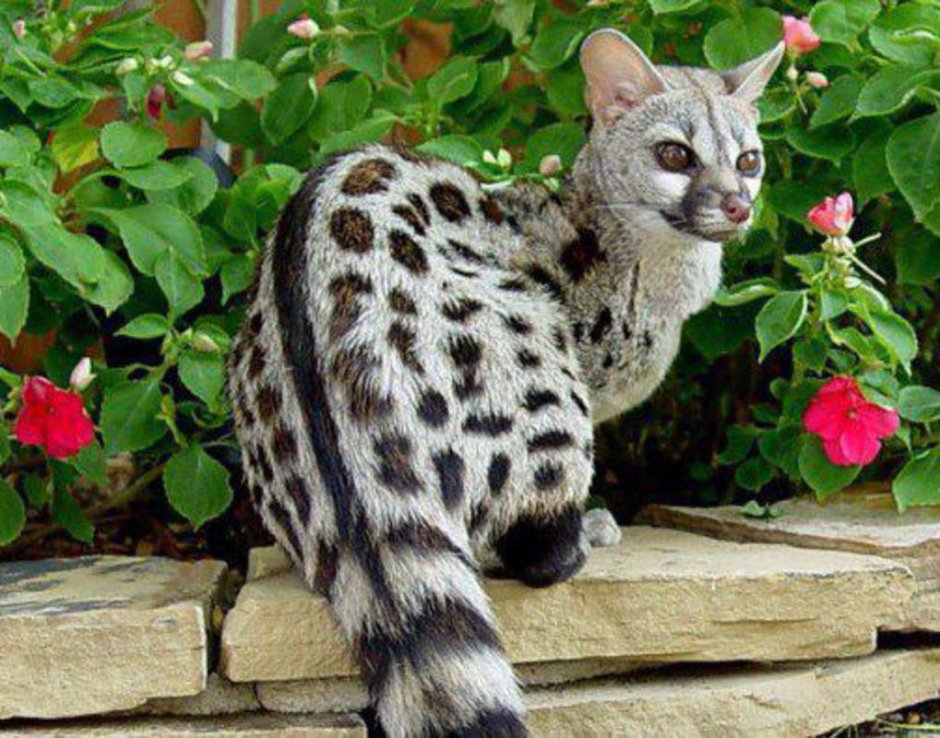 Генетта кошка