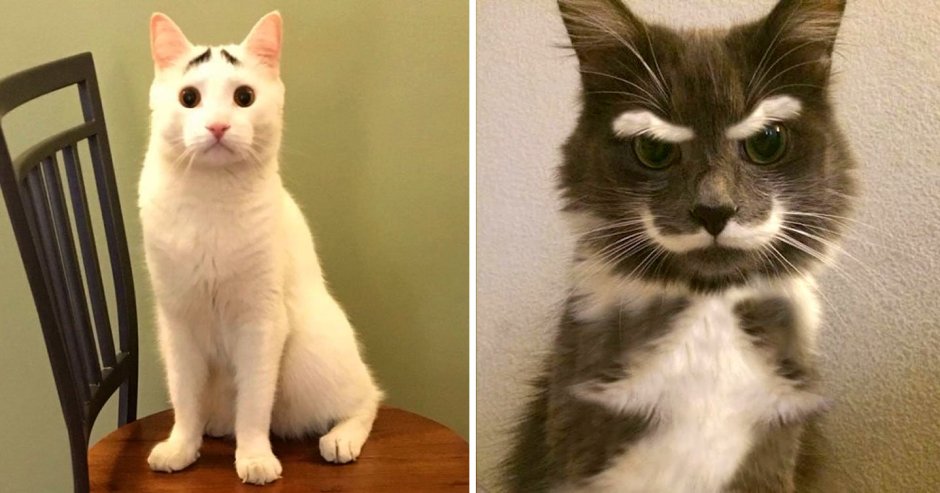 Необычные коты смешные