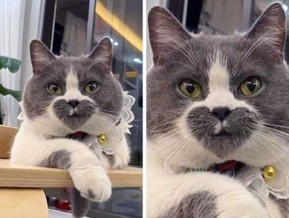 Необычные котята