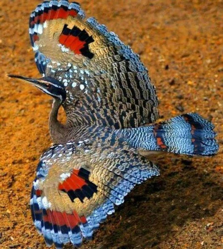 Eurypyga Helias