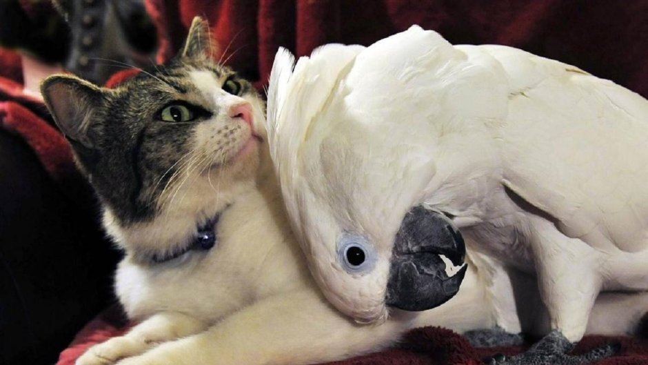 Кот и попугай