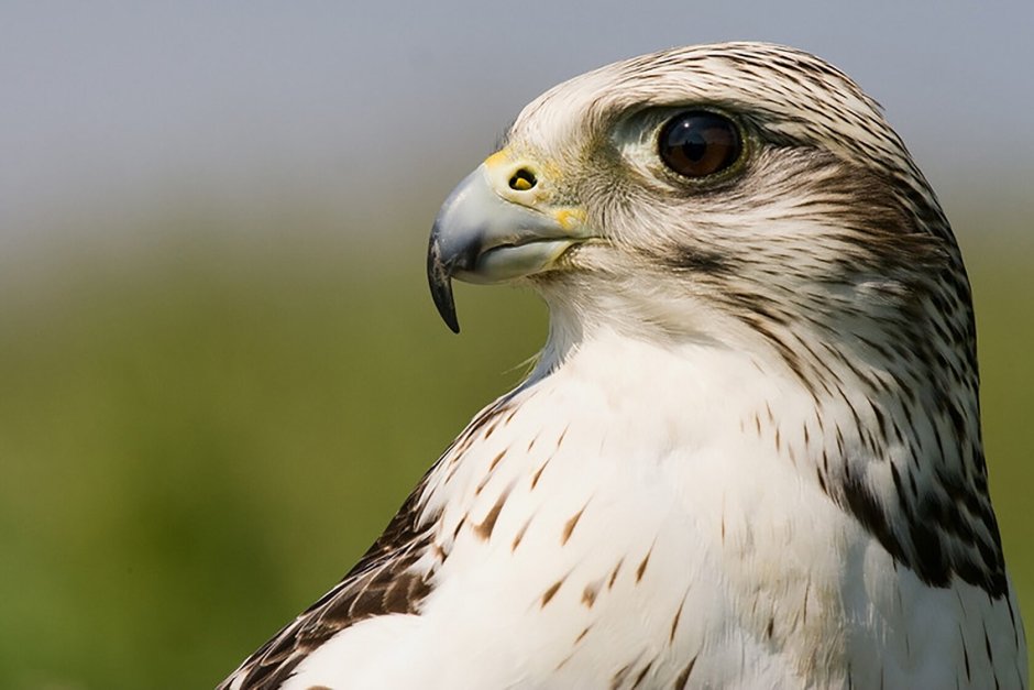 Балобан Falco cherrug