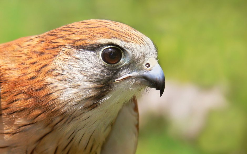 Nankeen Kestrel