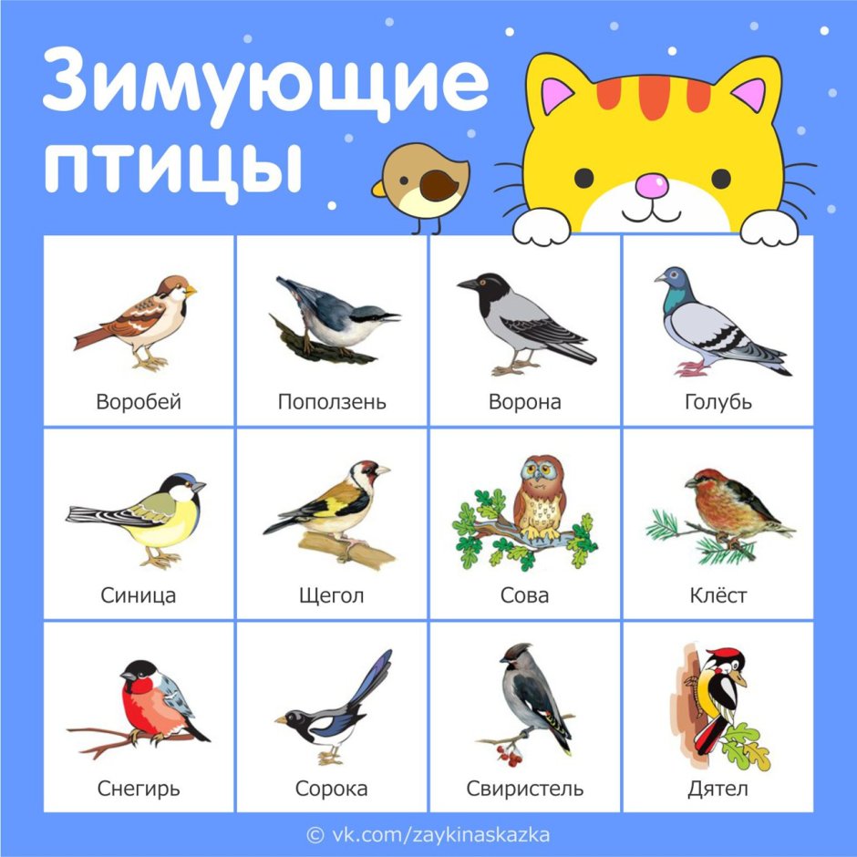 Зимующие птицы Владимирской области