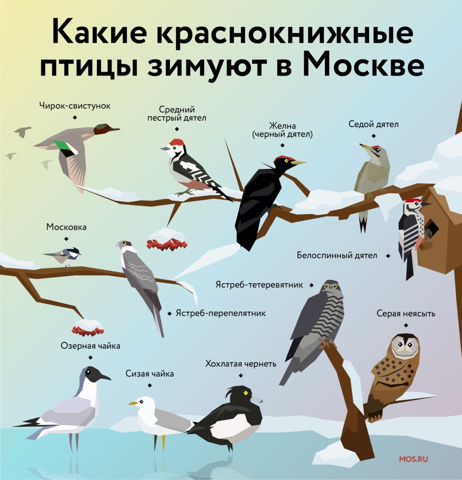 Свиристель и Снегирь