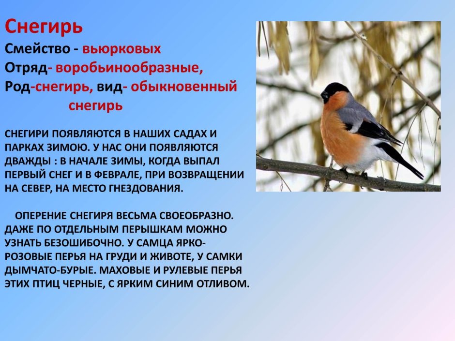 Зимующие птицы