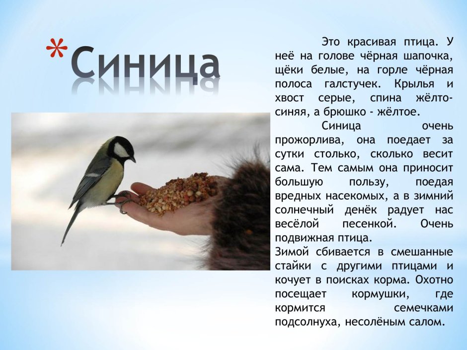 Животные и птицы зимой