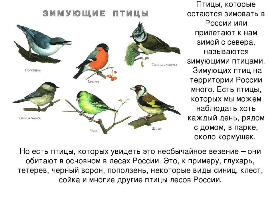 Снегирь свиристель Щур