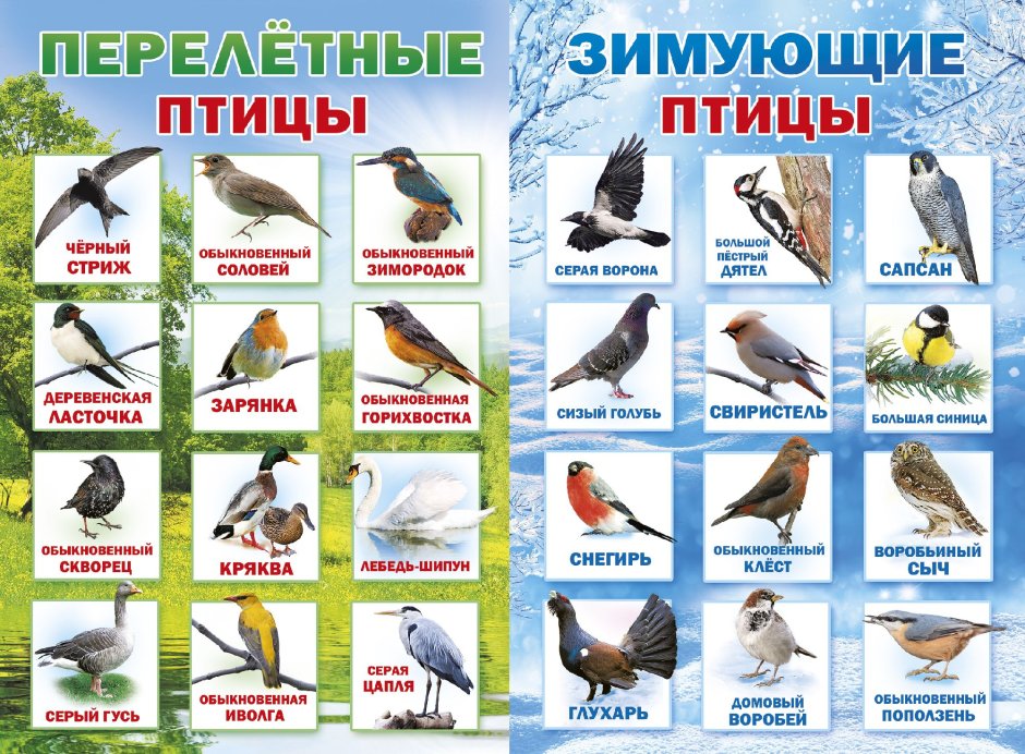 Смоленск птички Смоленска