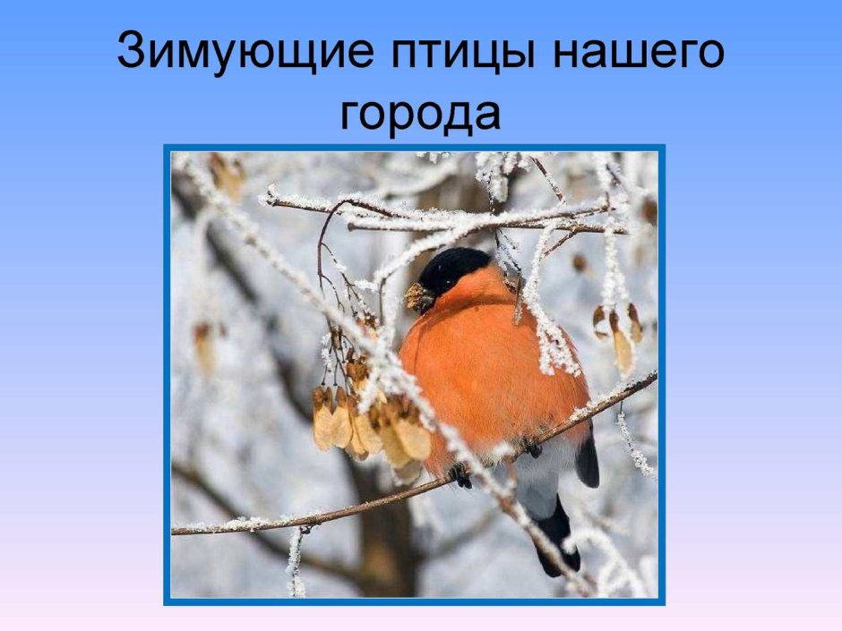 Зимующие птицы в городе