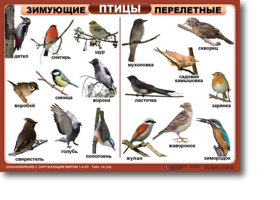 Кедровый свиристель
