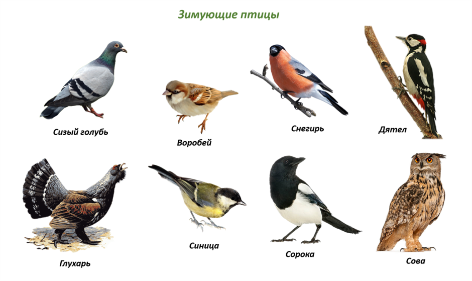 Terry Doughty картины