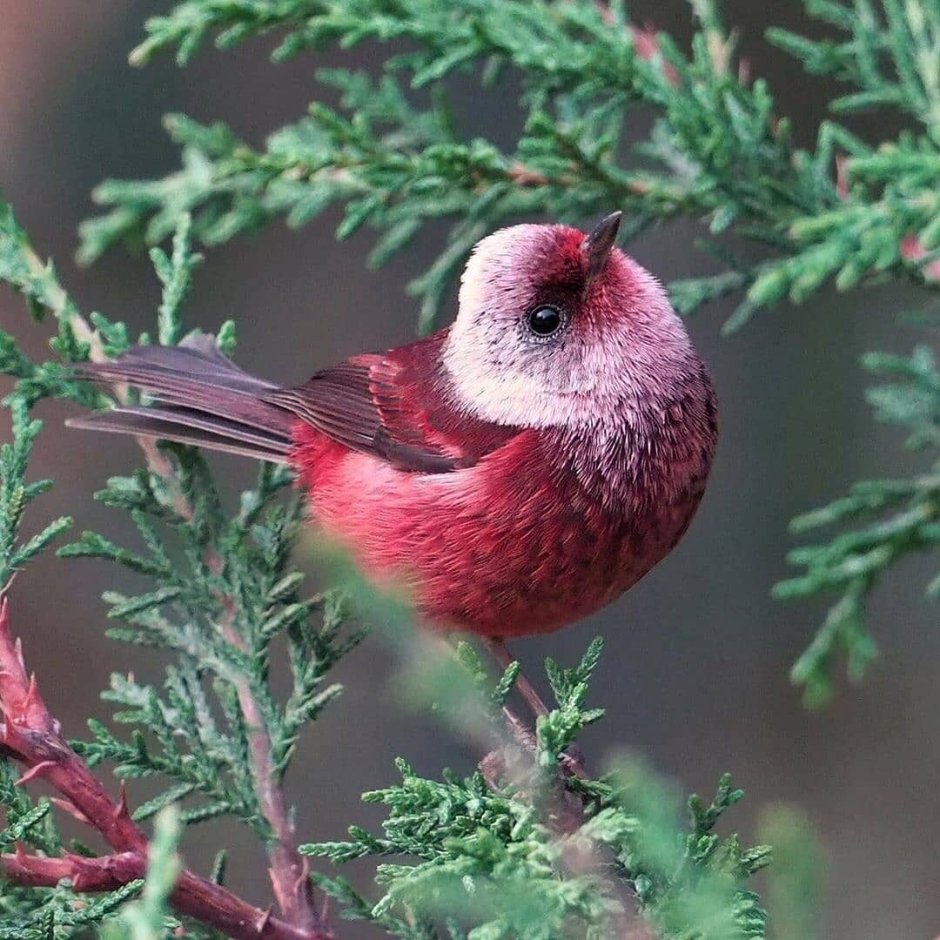 Розовый танагровый певун / Cardellina versicolor