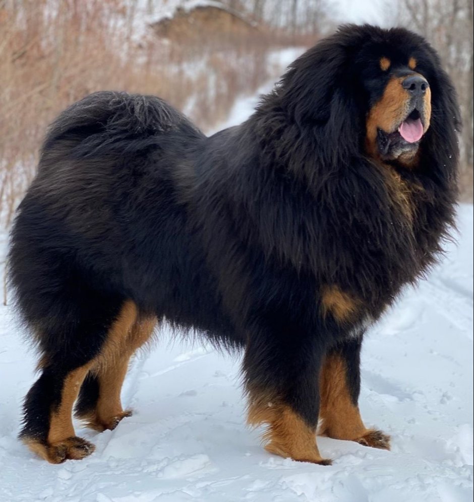 Королевский тибетский мастиф