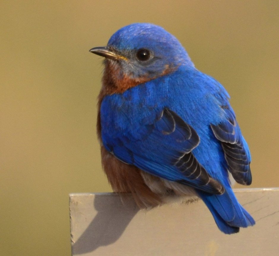 Fairy Wren птица
