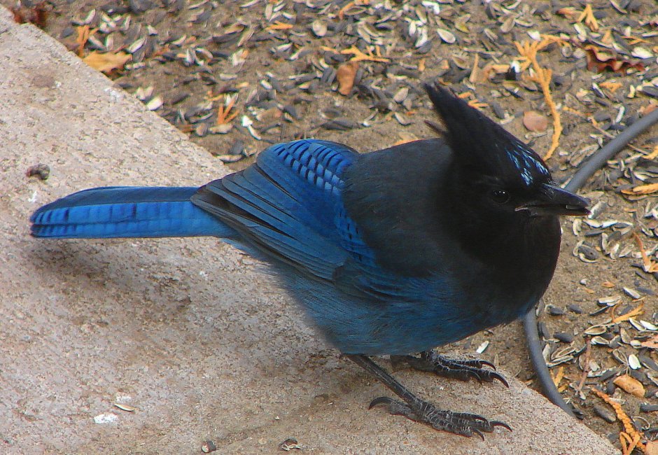 Black-faced Dacnis