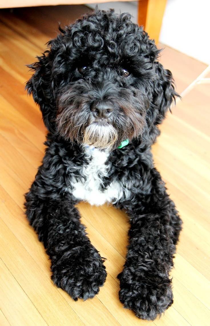 Кокапу щенки черные