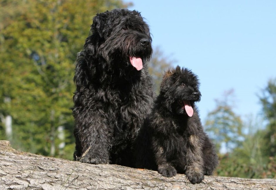 Фландрский бувье о породе